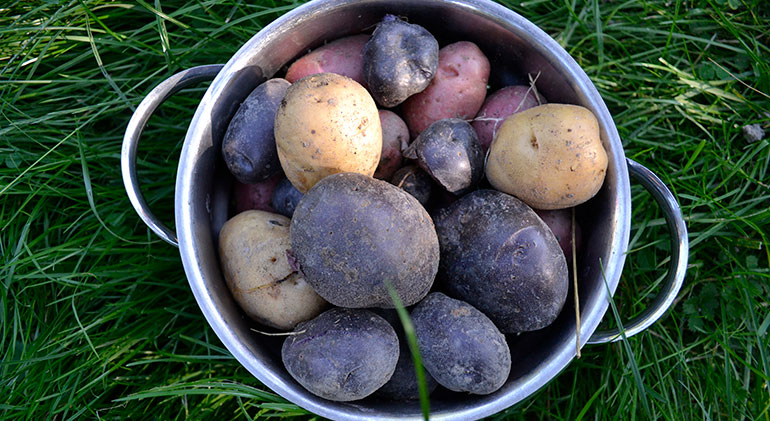 En gryta står på gröngräset, fylld med potatis i olika färger.